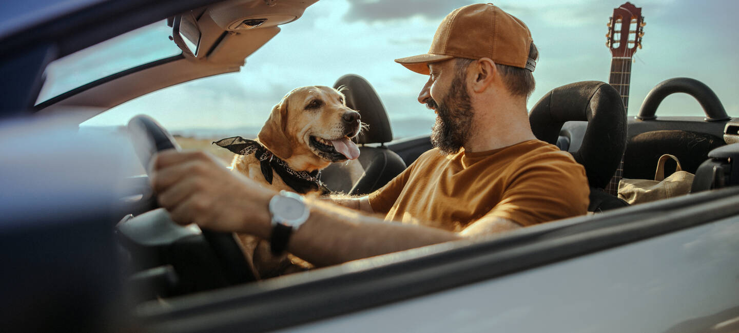  Wenn der Hund für finanzielle Folgen sorgt. Ein Hund sitzt mit seinem Besitzer im Auto.