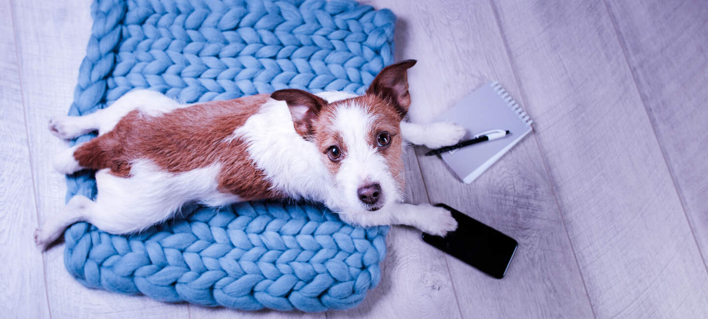 Sicher durch den Alltag mit der Hundehaftpflicht. Ein Hund liegt auf einer Decke, seine Pfoten hat er auf einem Notizblock und einem Handy.